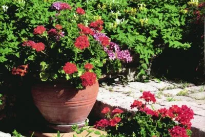 JardÃ¬
