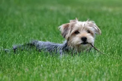 dog in field