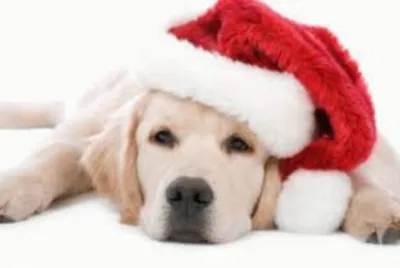 dogs christmas