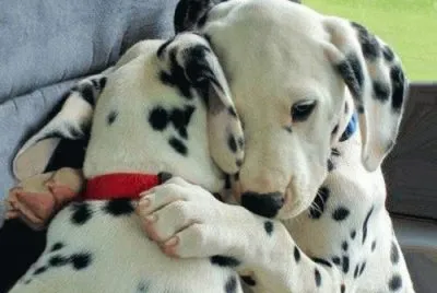 dalmations