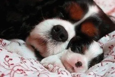 dog and pup