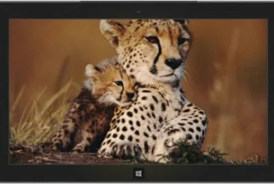 leopard and cub