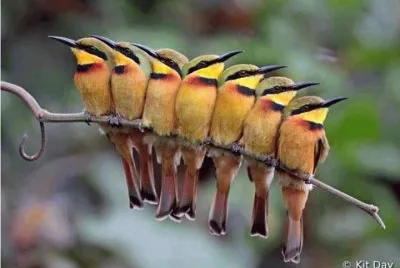 pajaros