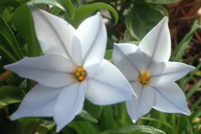 ipheion