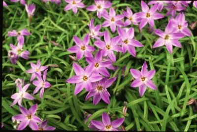 ipheion