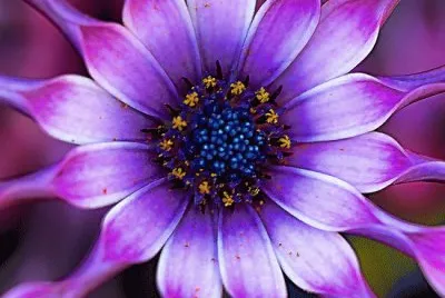 Lilac spoon Daisy jigsaw puzzle