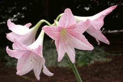 hippeastrum