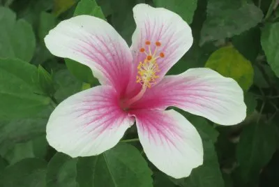 èŠ±