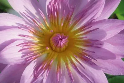 è“®èŠ±