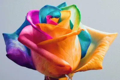 Colored Rose jigsaw puzzle