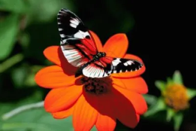 11 jigsaw puzzle
