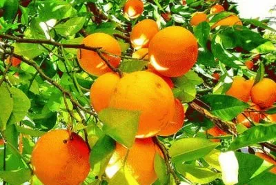 15 jigsaw puzzle