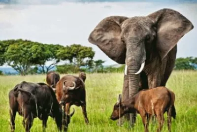 - elefante adota bufalo!