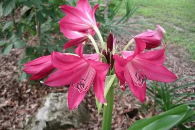 crinium