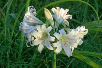 fleur