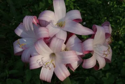 fleur