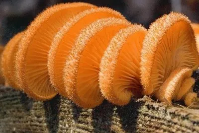 פאזל של Crepidotus crocophyllus