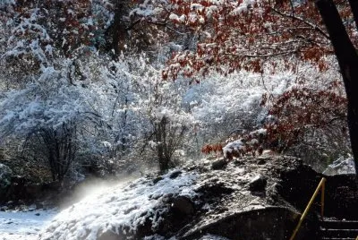 Ãrboles nevados
