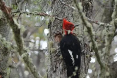 PÃ¡jaro Carpintero