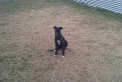 Greyhound