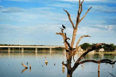 ÃRBOL  TOMANDO UN BAÃ‘O...