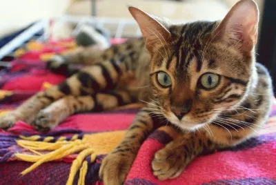 פאזל של Bengal Cat