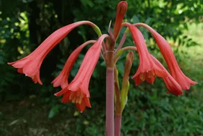 cyrtanthus