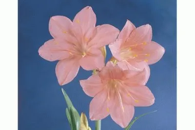 fleur