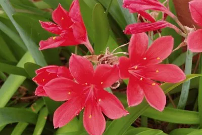 fleur