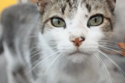 פאזל של gato