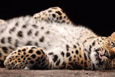 Lazy Leopard