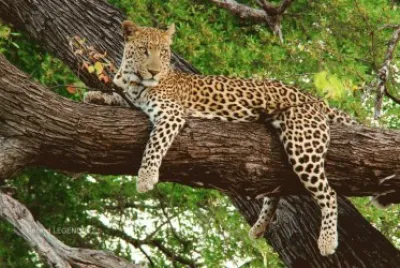 Beautiful Lounging Leopard