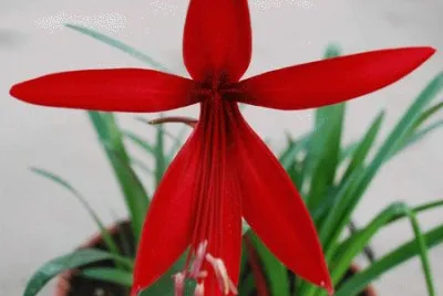 fleur