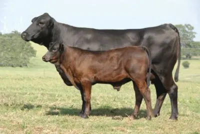 ULTRA BLACK CATTLE