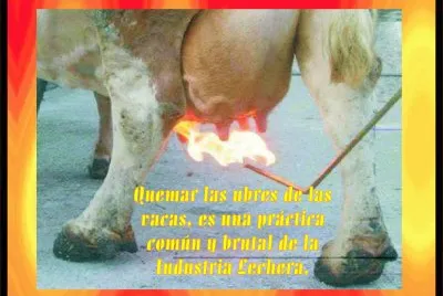 LA INDUSTRIA LECHERA Y SUS BAJEZAS.