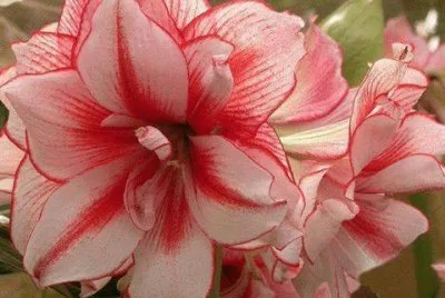 fleurs: amarilys