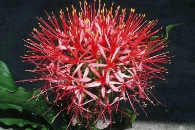 scadoxus