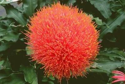 scadoxus