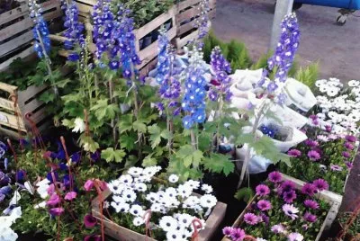 flores