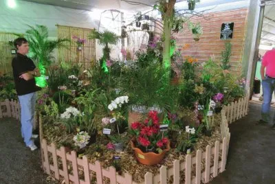 orquideas