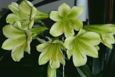clivia green