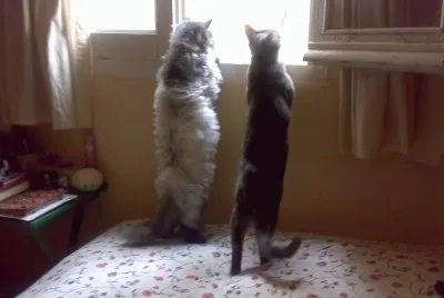 Unos gatos en la ventana