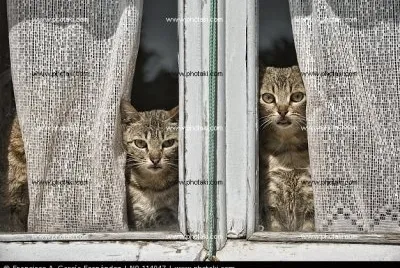 Â¿ quÃ© miran los gatos?