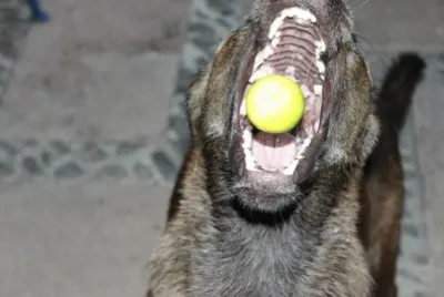 LUCA