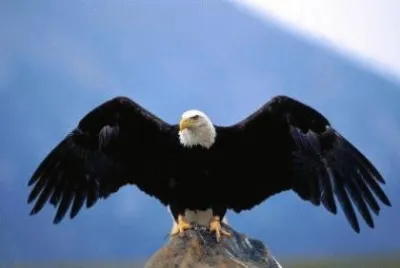 Aguila 01