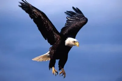 Aguila 01