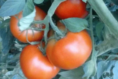 tomates