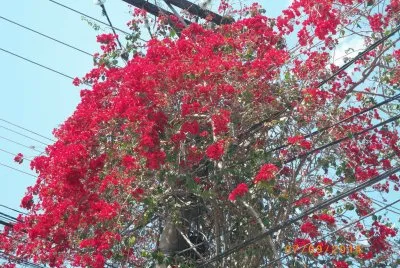 Primavera Vermelha jigsaw puzzle