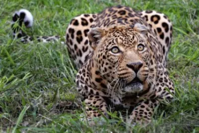 African Leopard