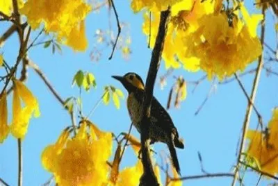 - natureza,(Ã§)